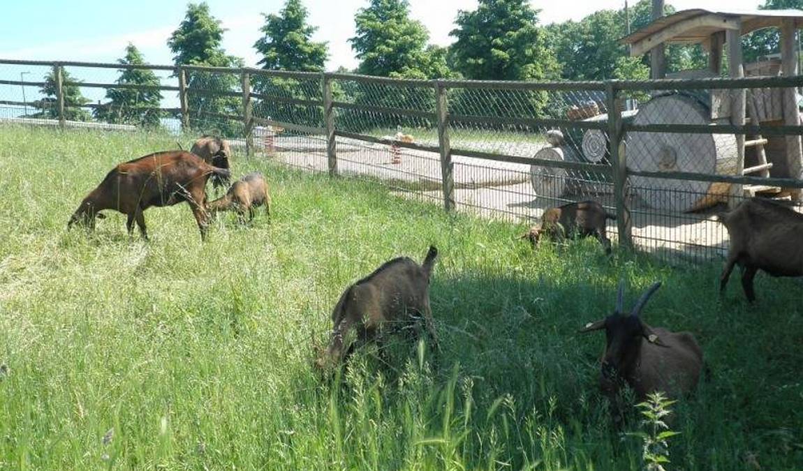 animal farm alt-marzahn photo 2