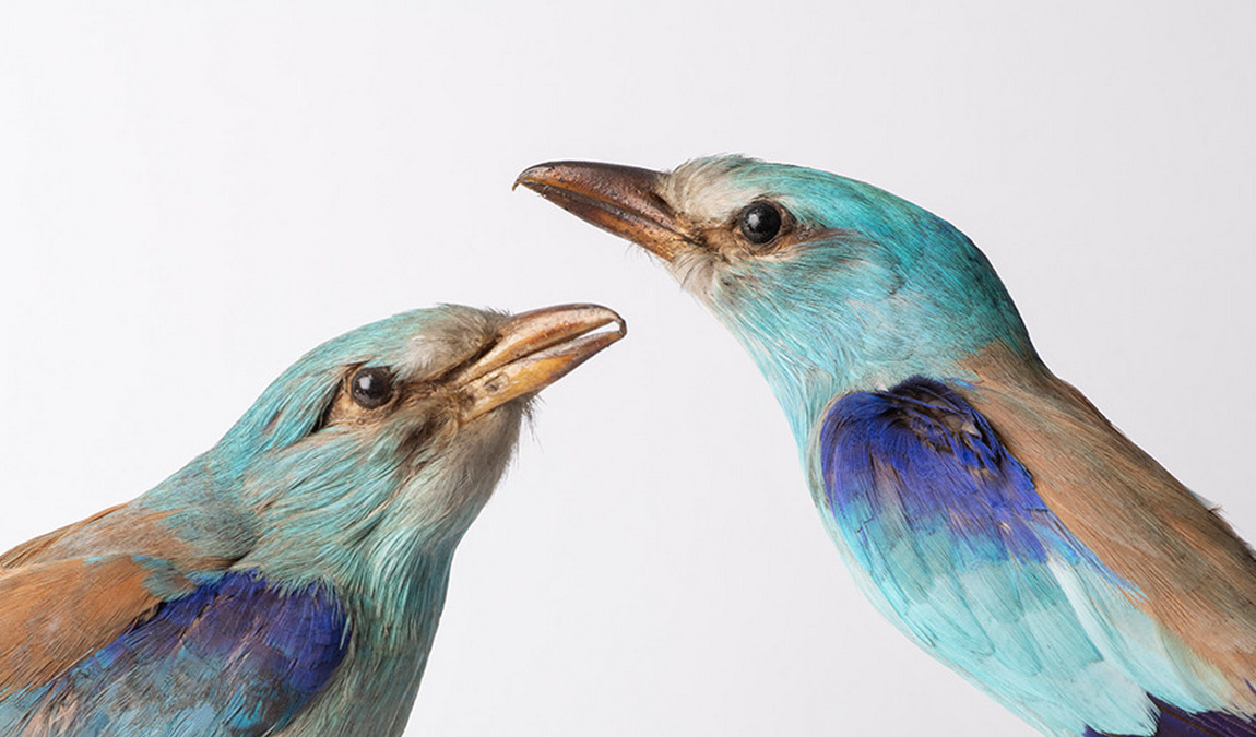 natural history museum photo 6