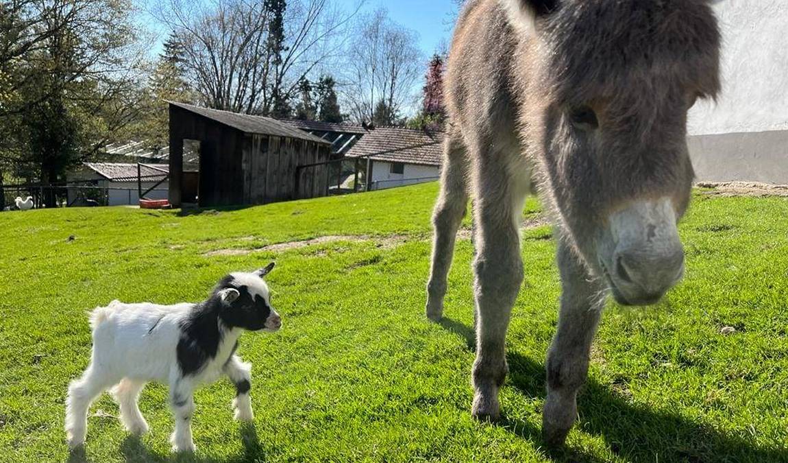 tierpark irgenoed photo 4