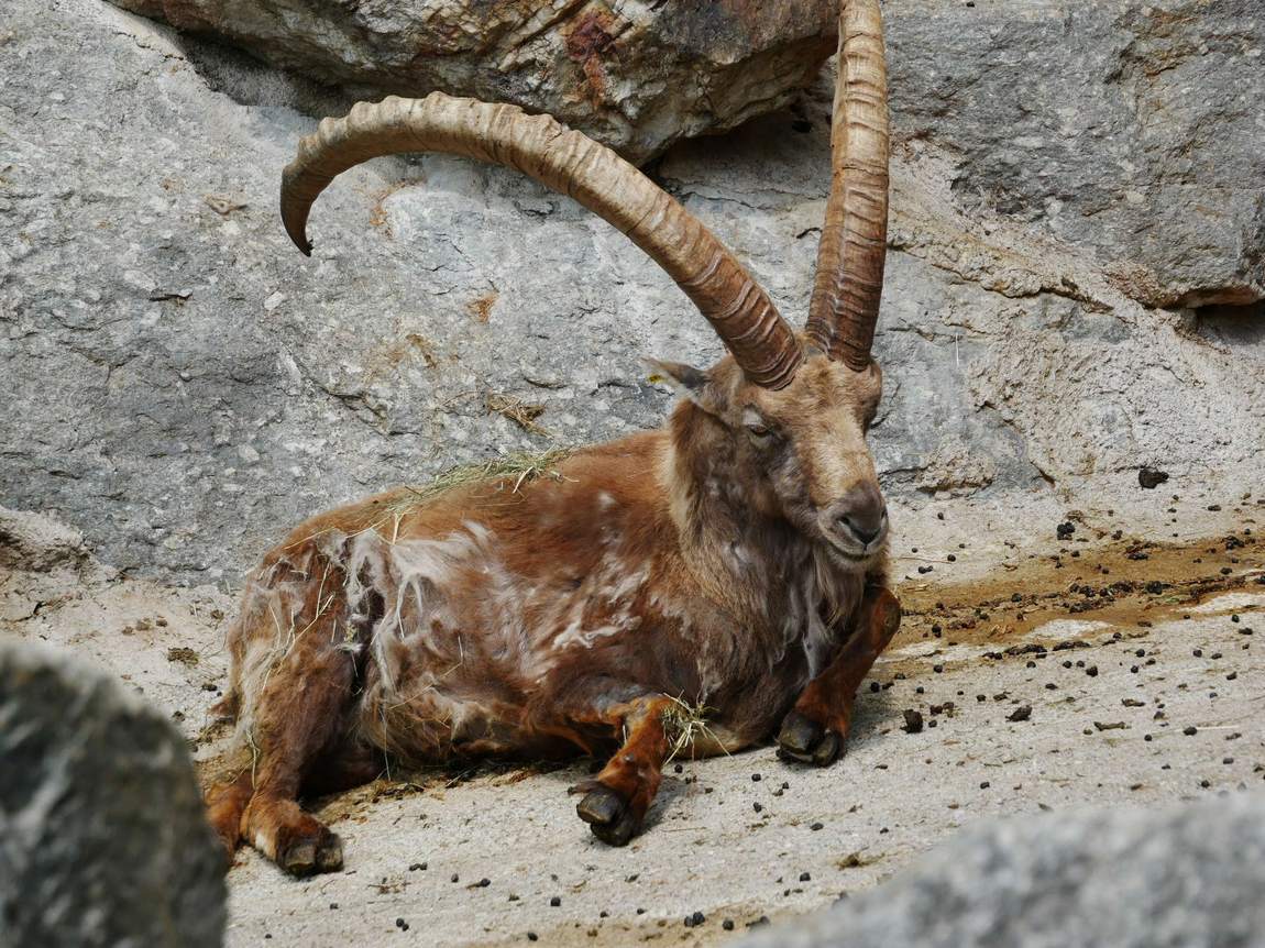 alpenzoo innsbruck photo 2