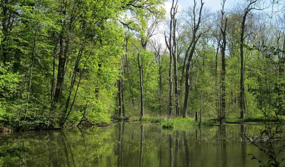leipzig riverside forest photo 8