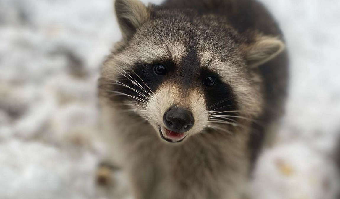 nature and adventure park buchenberg photo 2