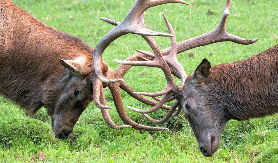 wildlife park tripsdrill photo 6