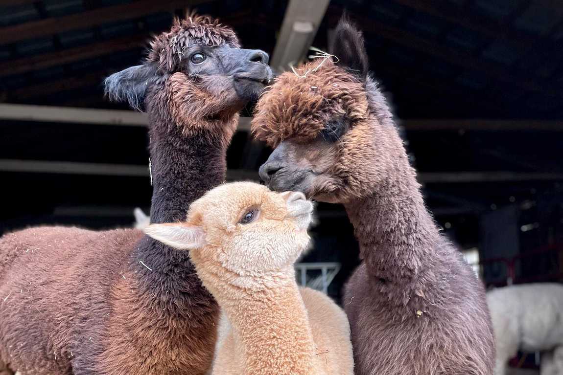 farm and fleece alpaca ranch photo 3