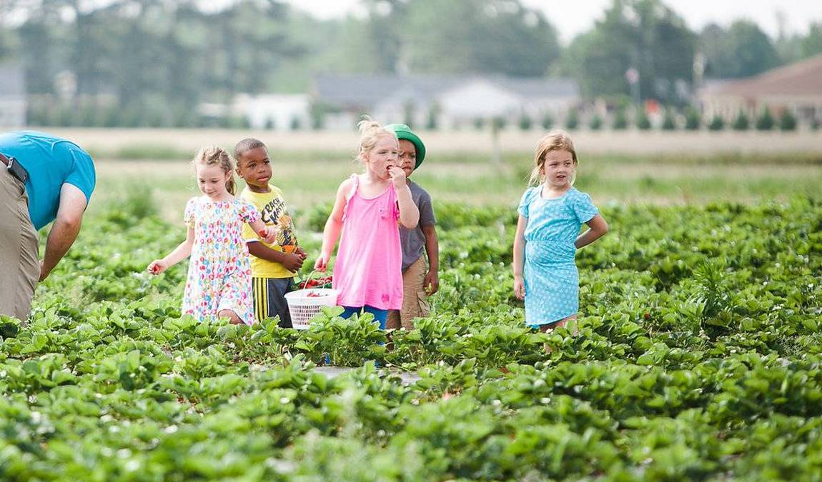 brock's berries & farm photo 5