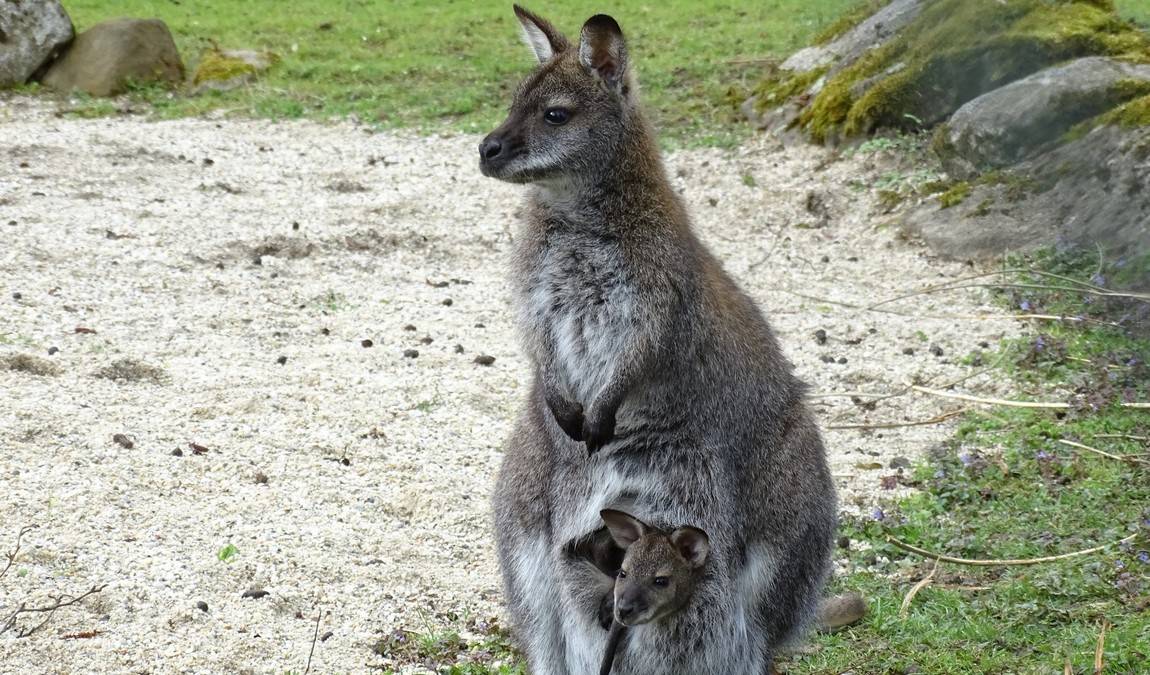 straubing zoo photo 5