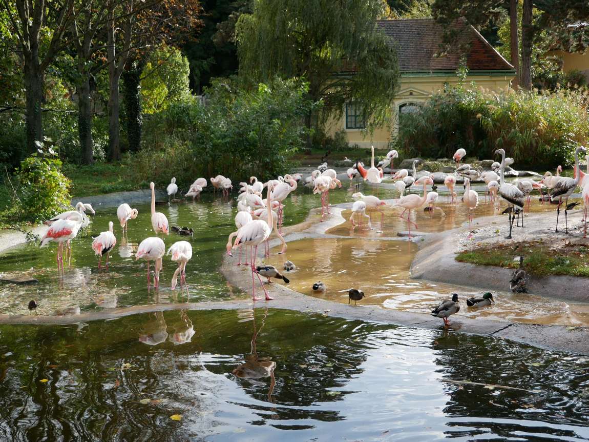 schönbrunn zoo photo 4