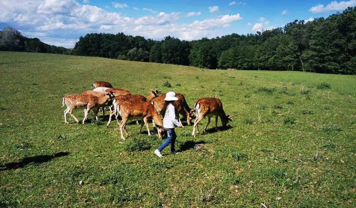 obora holedna photo 1