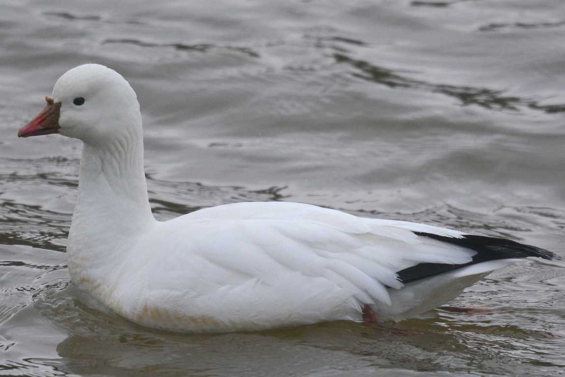 beaver lake bird sanctuary photo 1