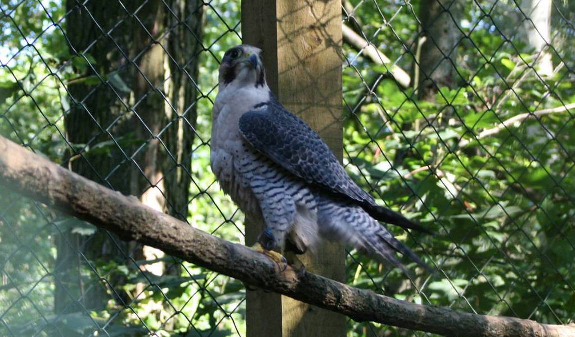 steppentierpark pamhagen photo 4