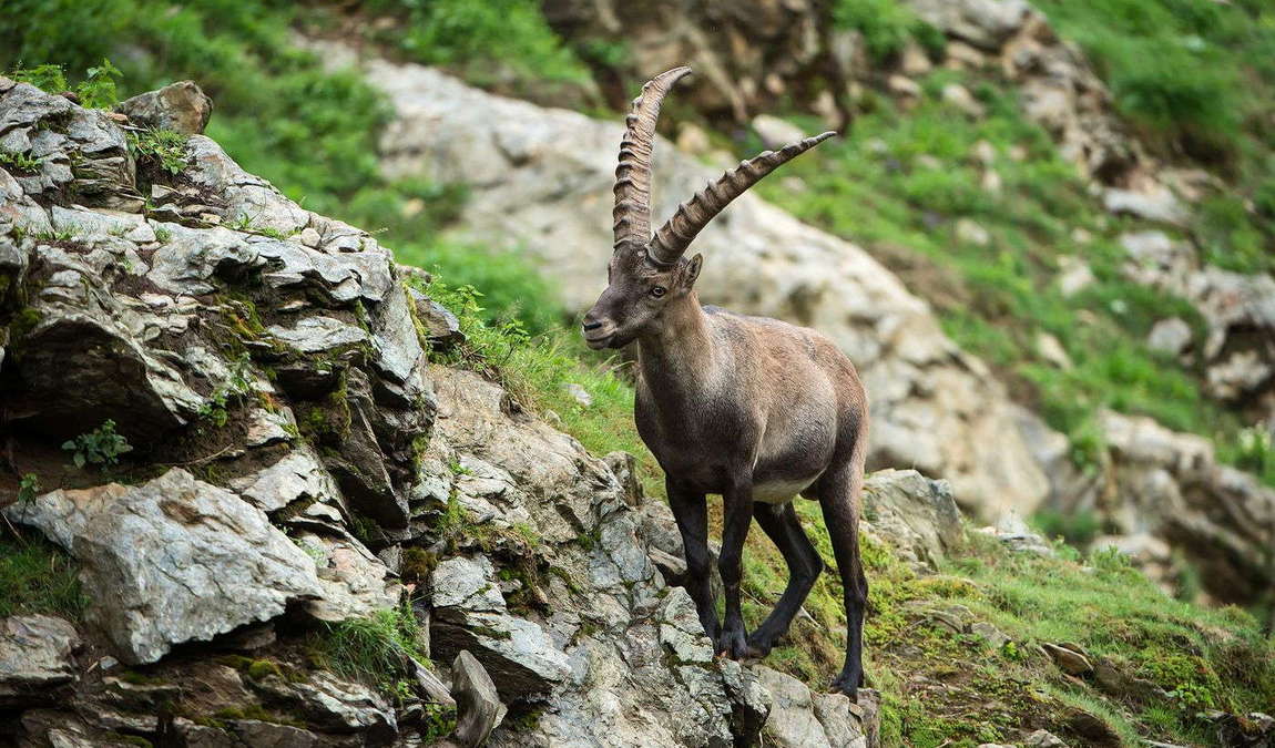 assling wildlife park photo 2