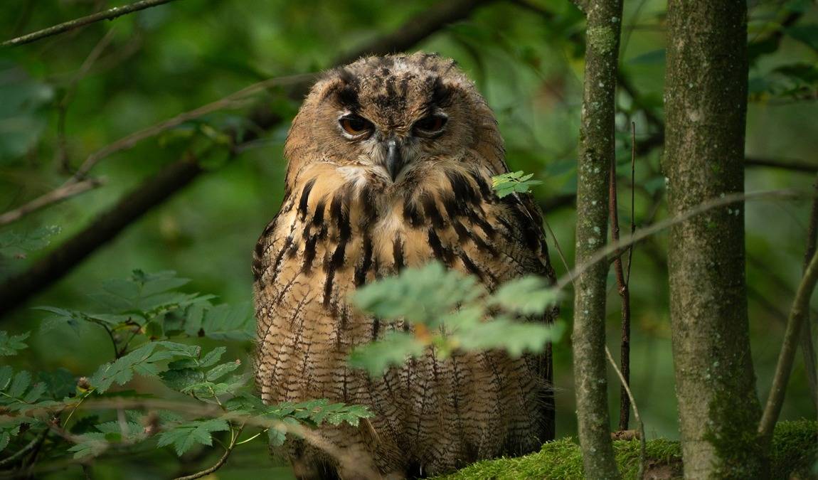 wildlife park eekholt photo 1