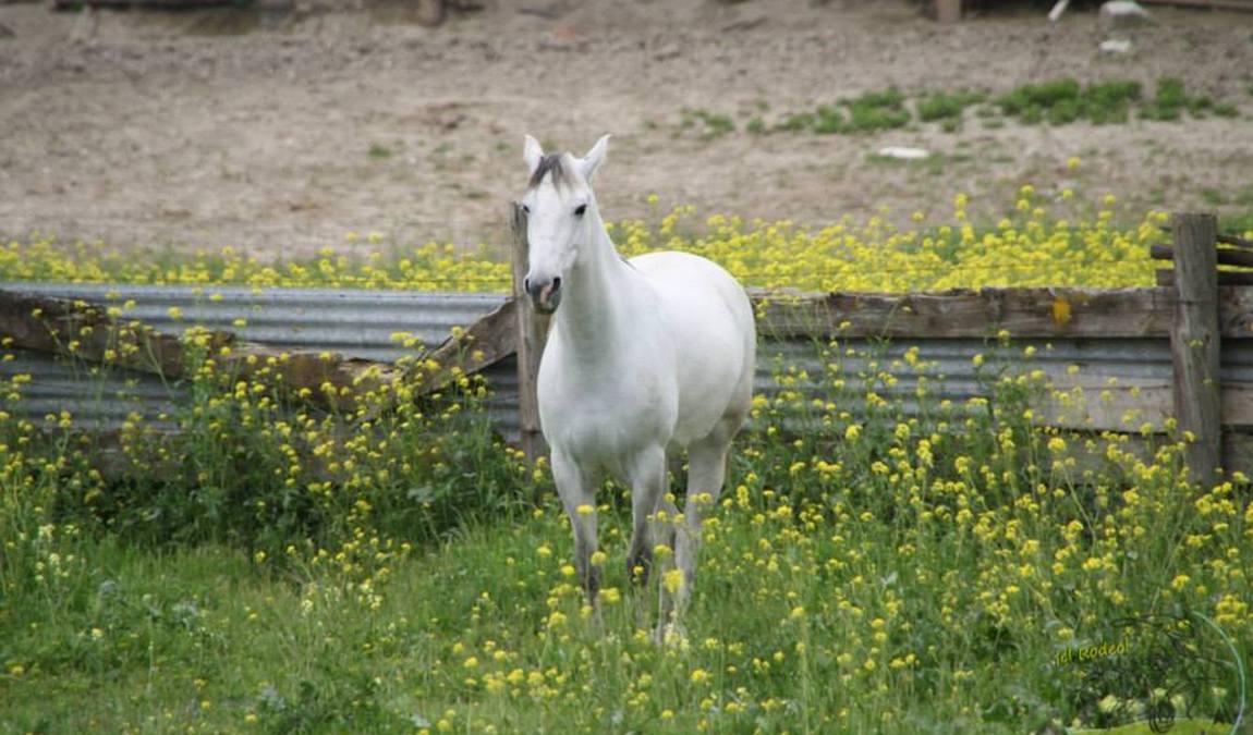 granja escuela el rodeo photo 6