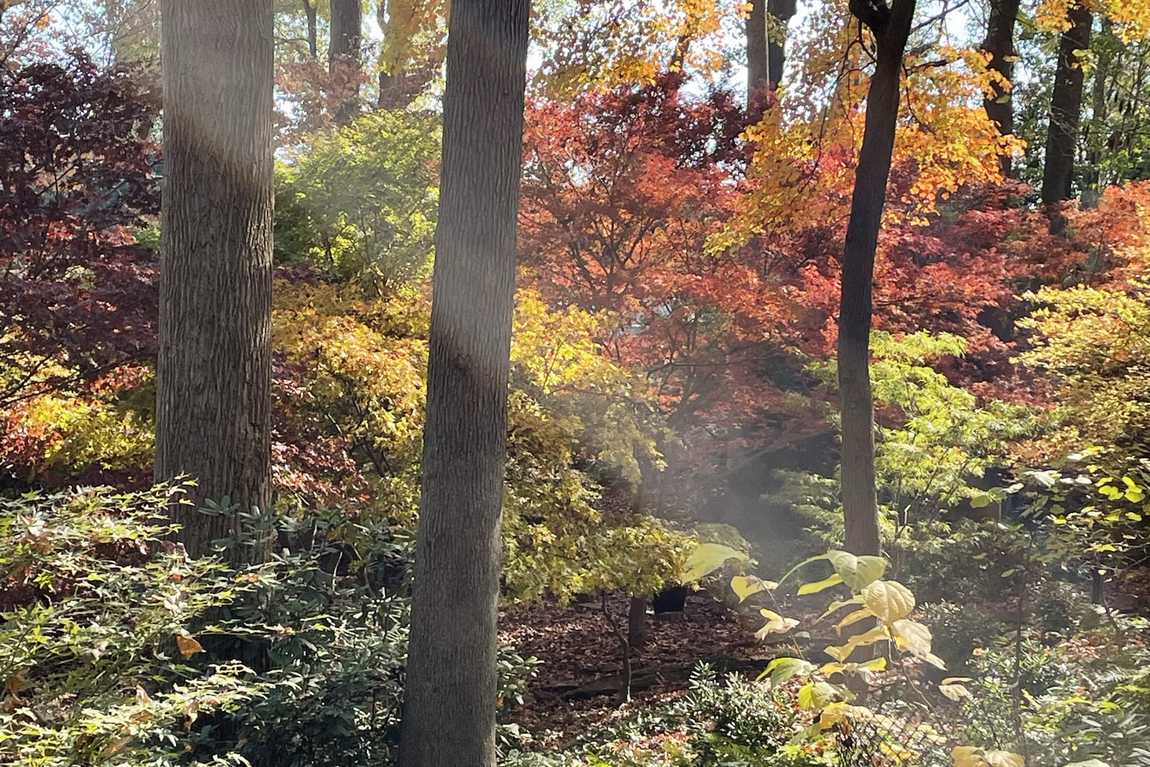 maplewalk garden photo 1