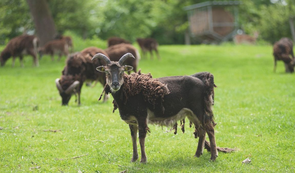 tiergehege hasseldieksdamm photo 1