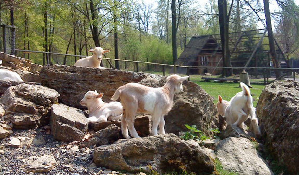 wildpark knull photo 5