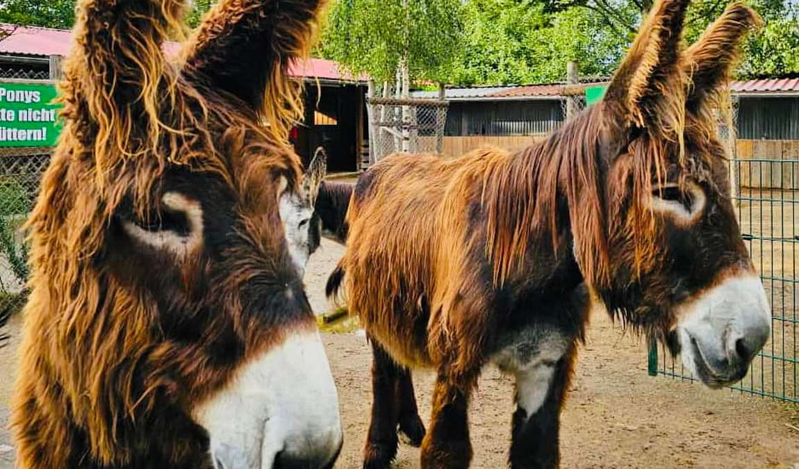 rolfs streichel zoo photo 1