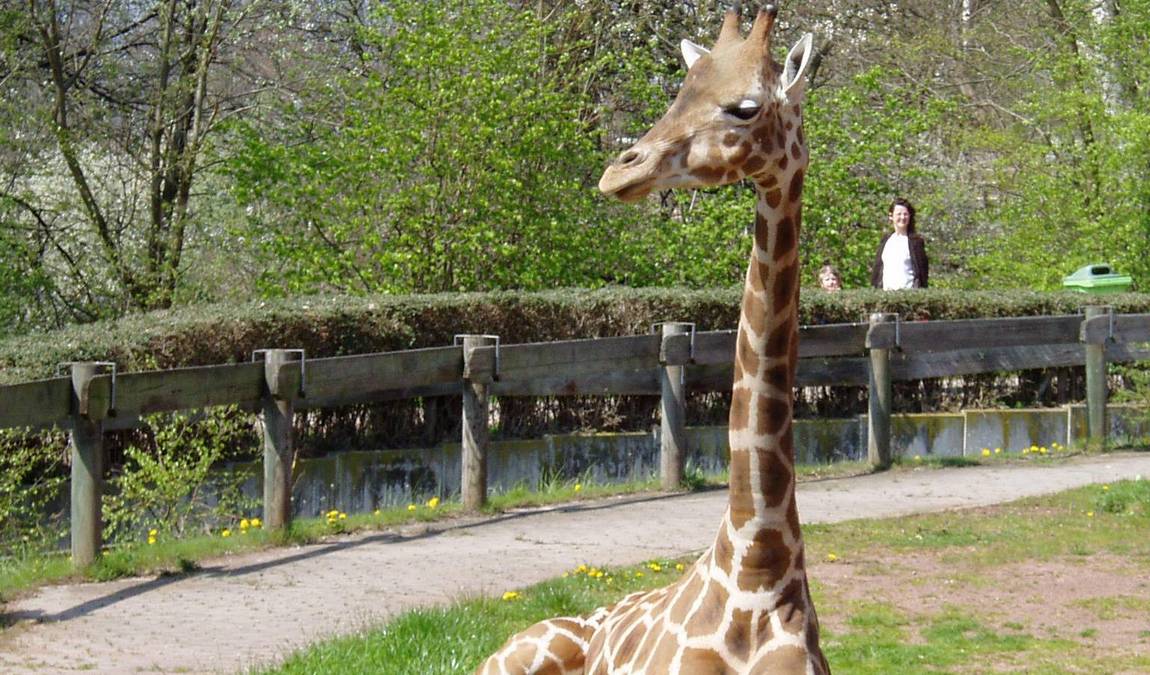 saarbrücken zoo photo 7
