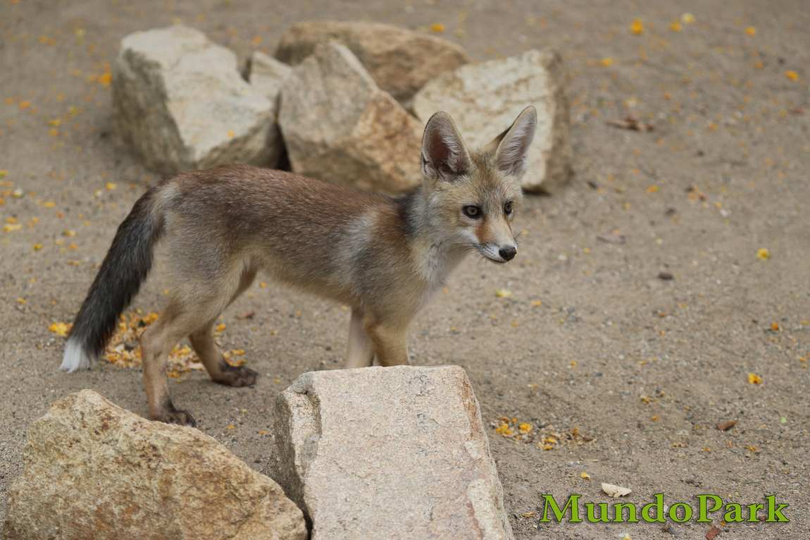 mundo park zoo photo 1