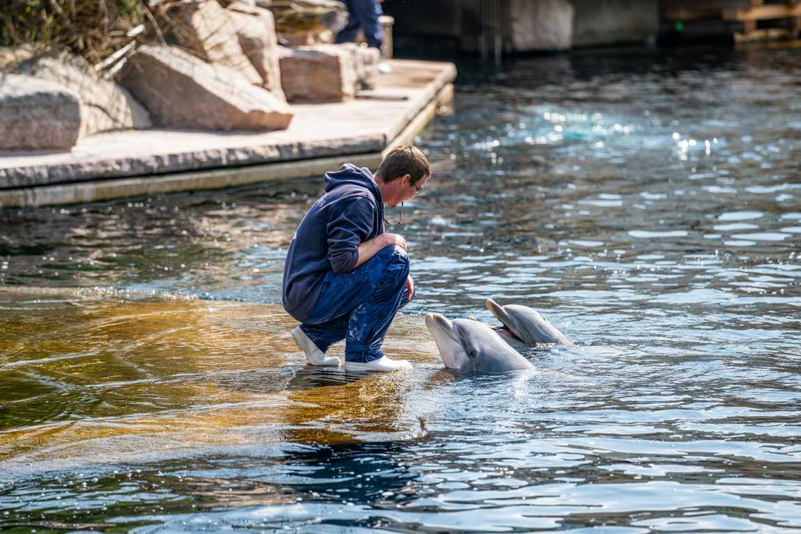 dolphinarium in the zoo of nuremberg photo 2