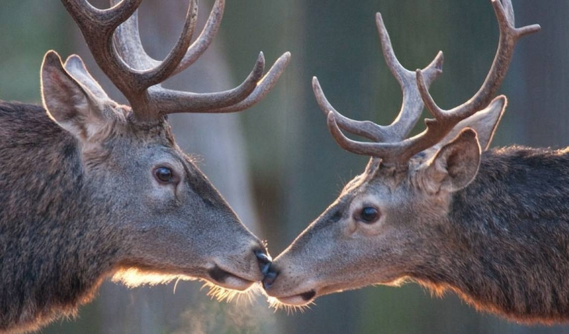 wildpark pforzheim photo 1