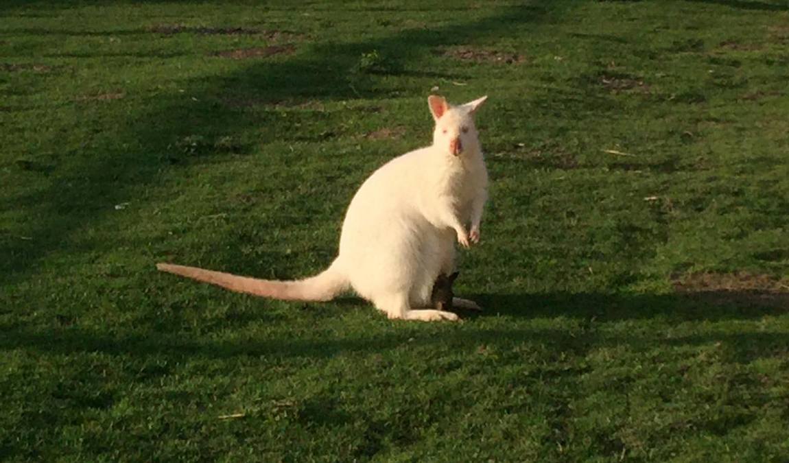 rolfs streichel zoo photo 2