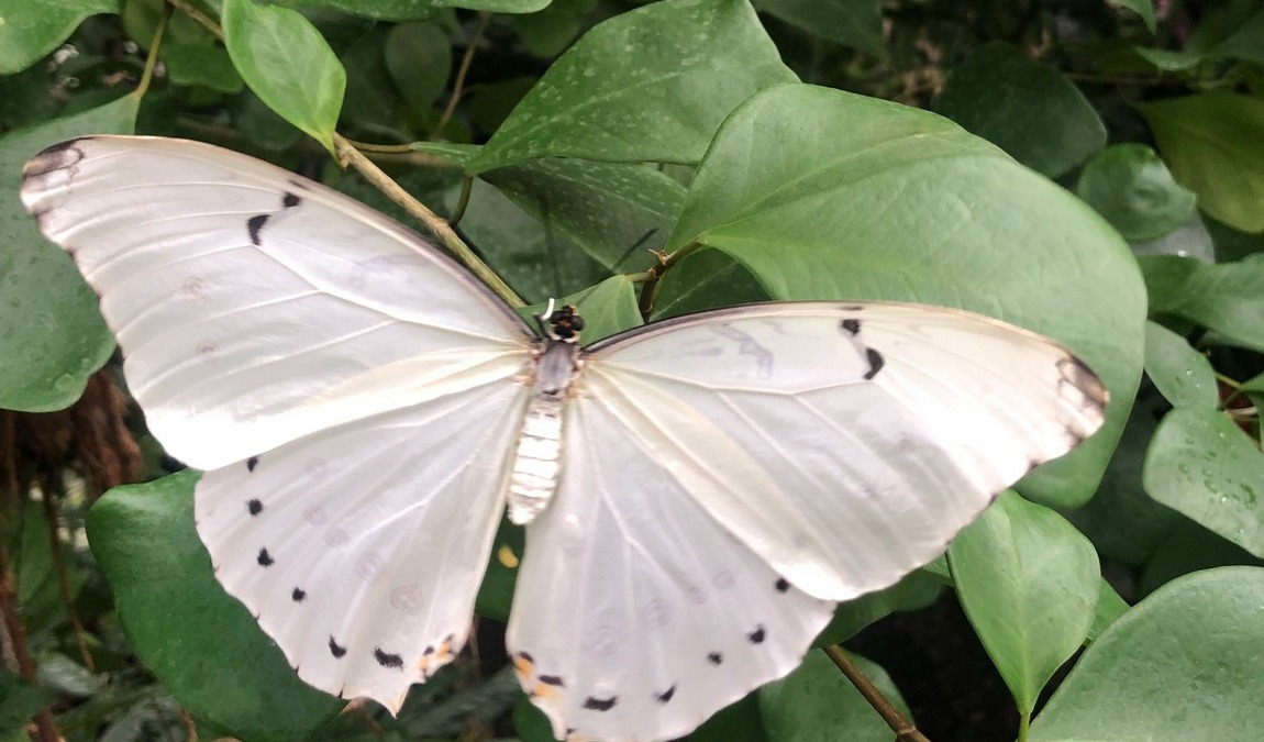 butterfly house in elbauenpark photo 6