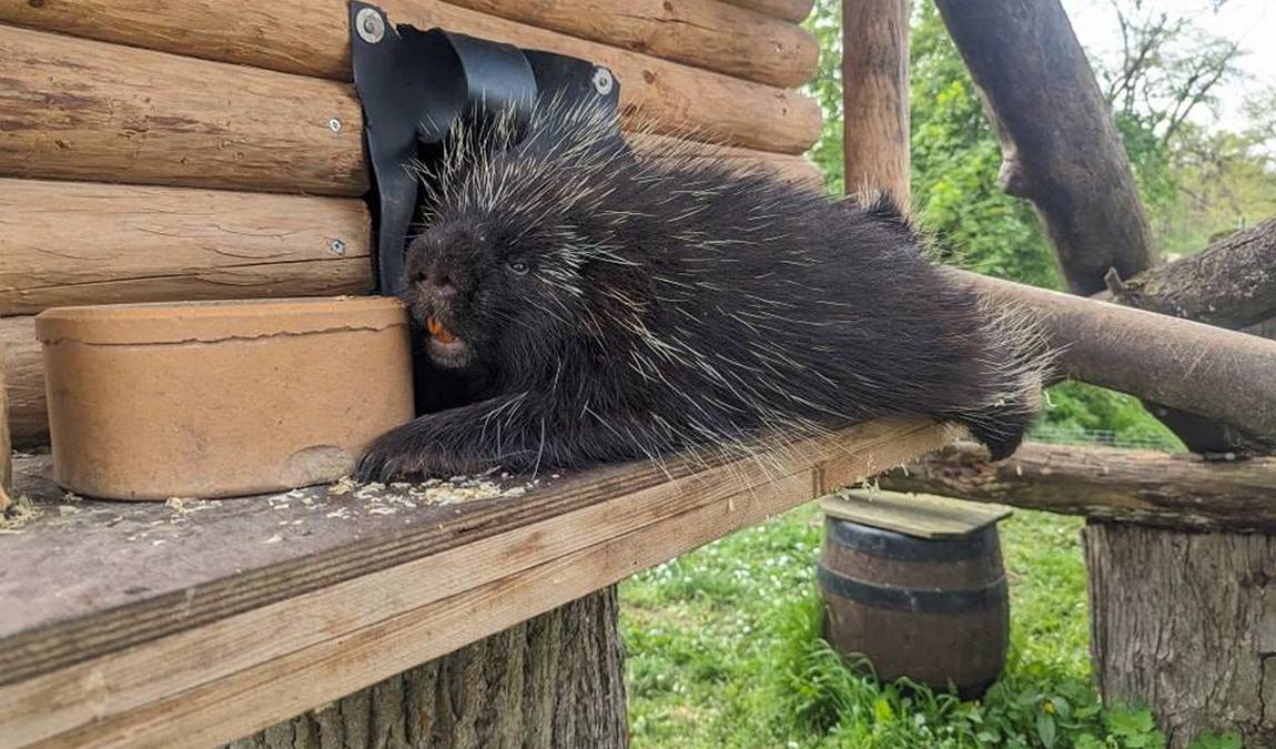 tiergarten worms photo 6