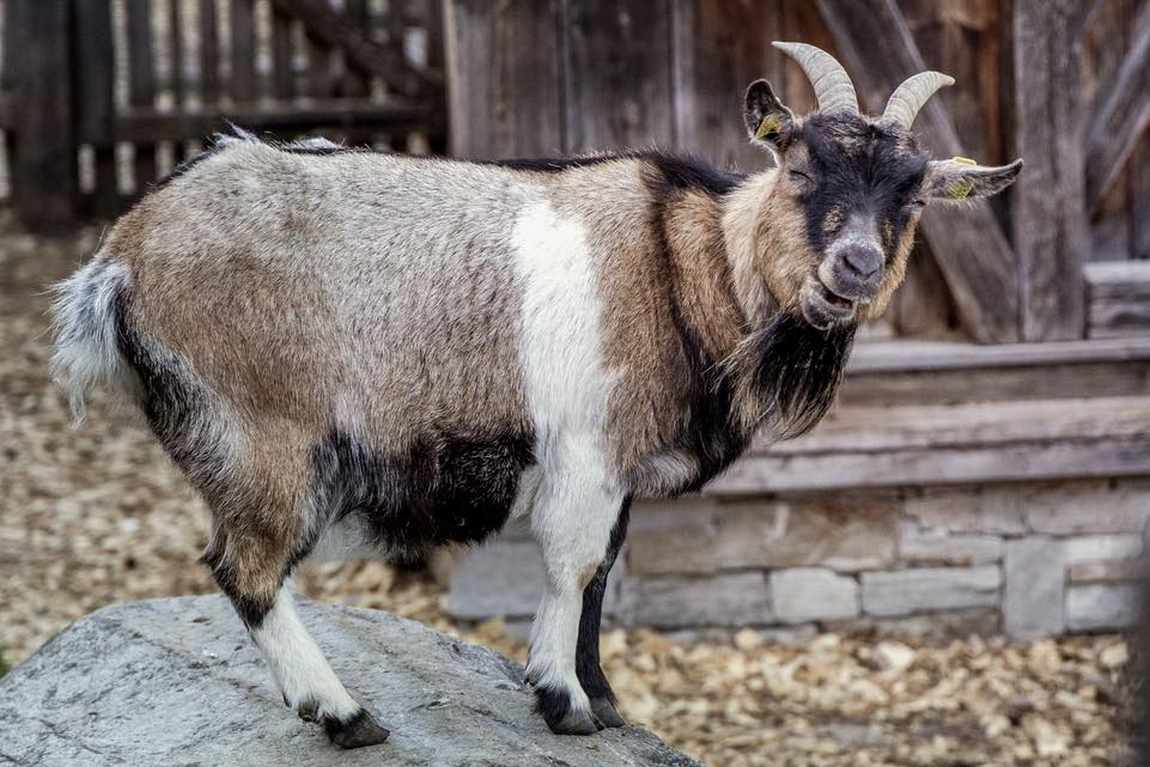 feriendorf holzleb'n farm photo 3