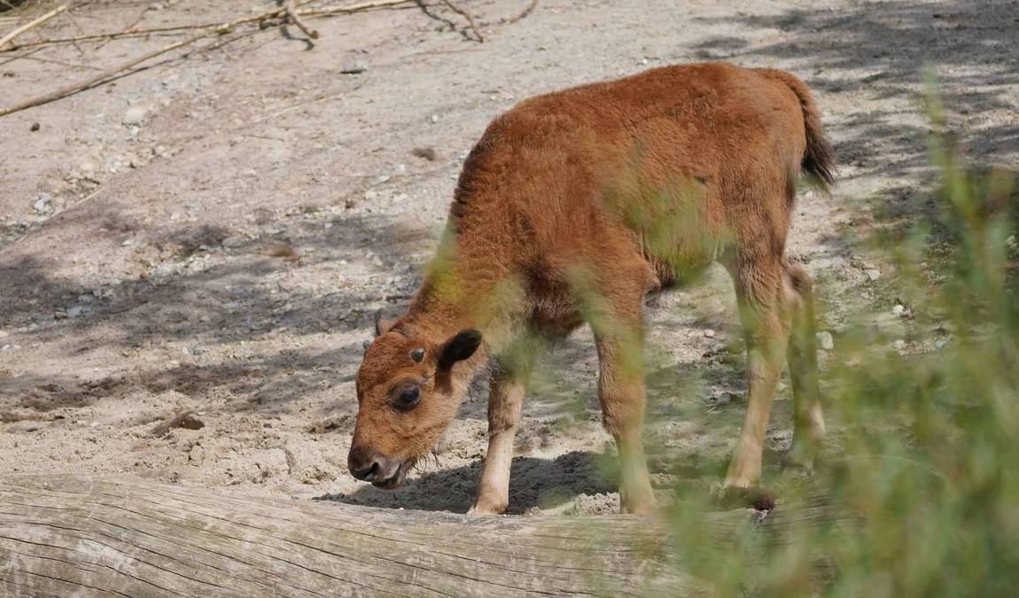 erlebnis zoo hannover photo 4
