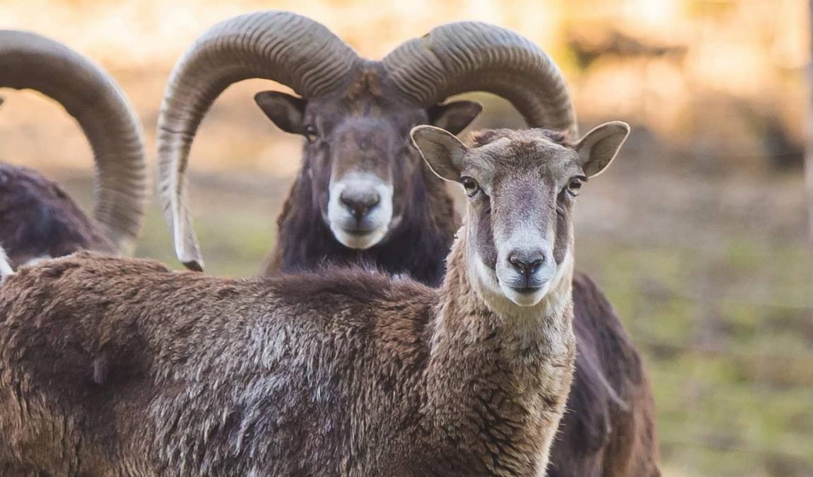 alpenwildpark pfander photo 1