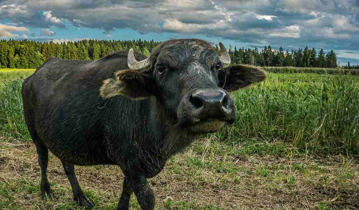 statek u merlina photo 1