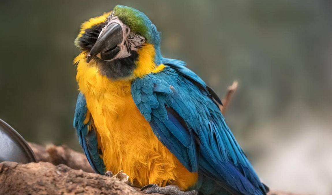 zoo schmiding photo 10