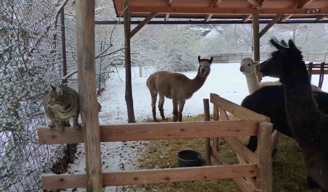 lamacentrum hady photo 9