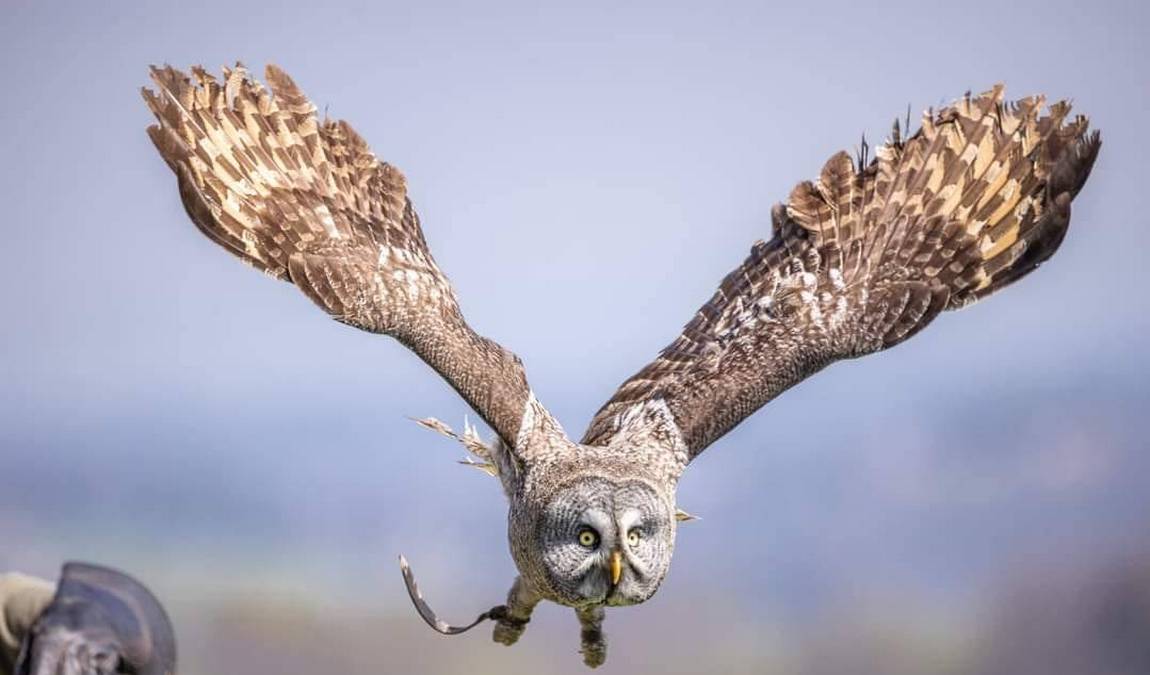 greifvogelwarte riegersburg photo 6