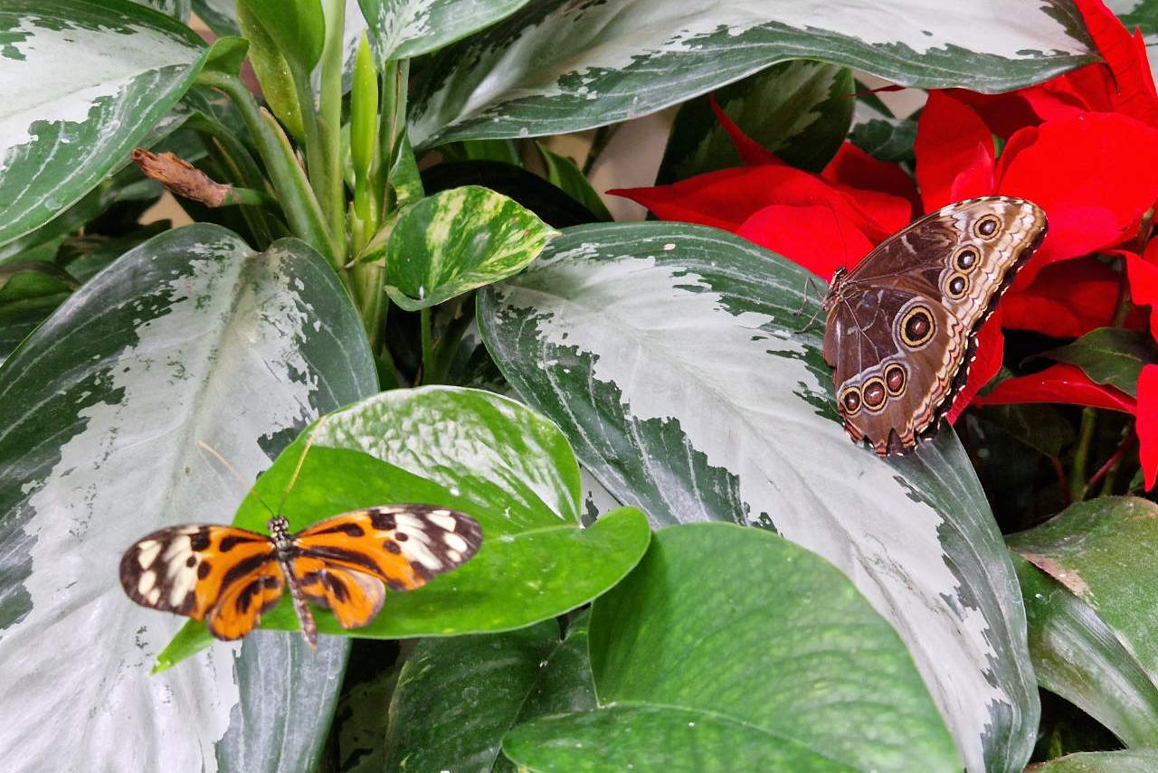 papilonia ostrava photo 3