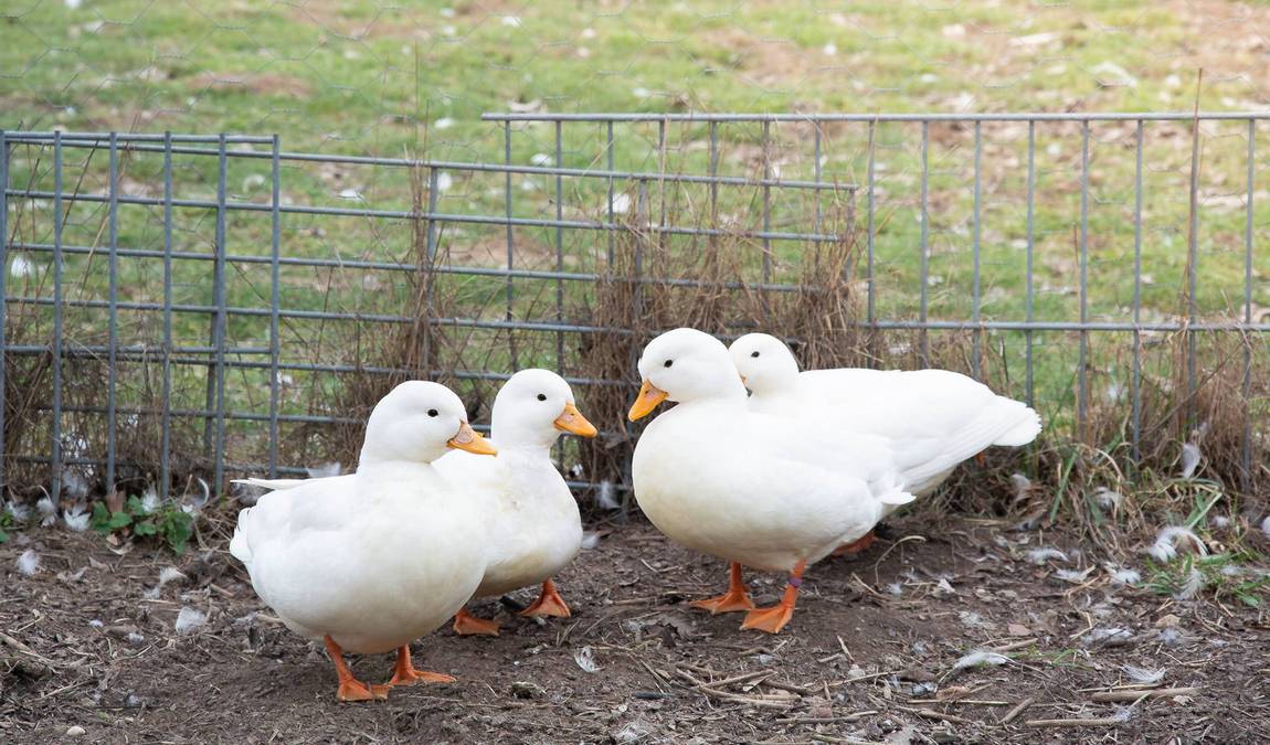petting zoo rulzheim photo 2