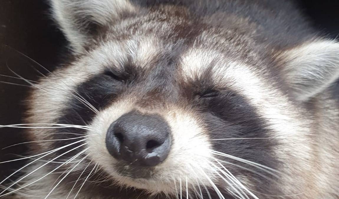 solingen bird and animal park photo 6