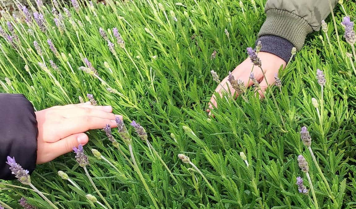 finca albahaca photo 5