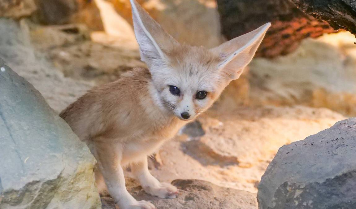 wilhelma zoo and botanical garden photo 5