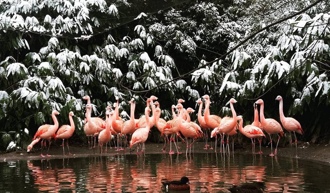 park of birds and monkeys eckenhagen photo 5