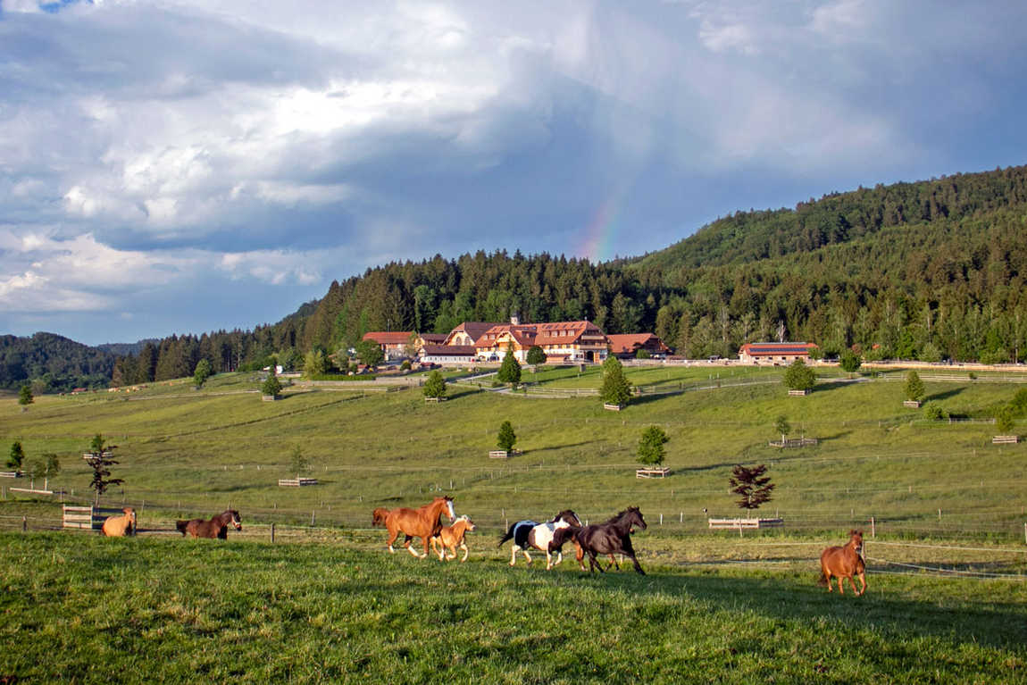 gut aiderbichl henndorf farm photo 1