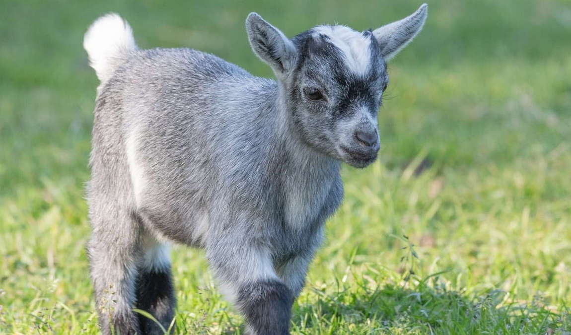 tierpark mautern photo 2