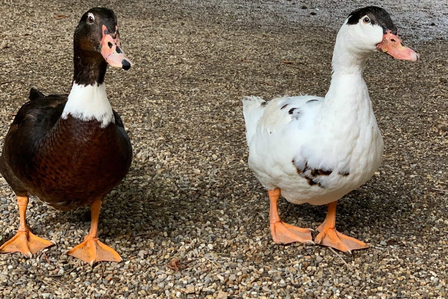 Vogelpark Heiden photo 1