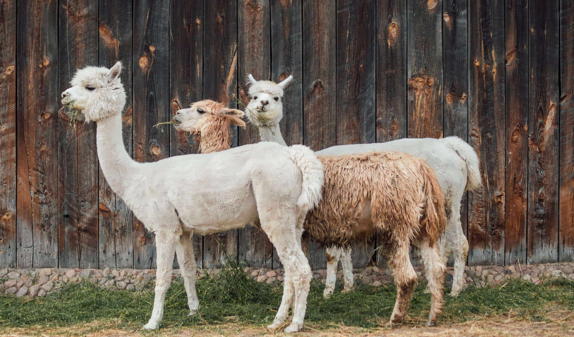 Almtal Alpakas