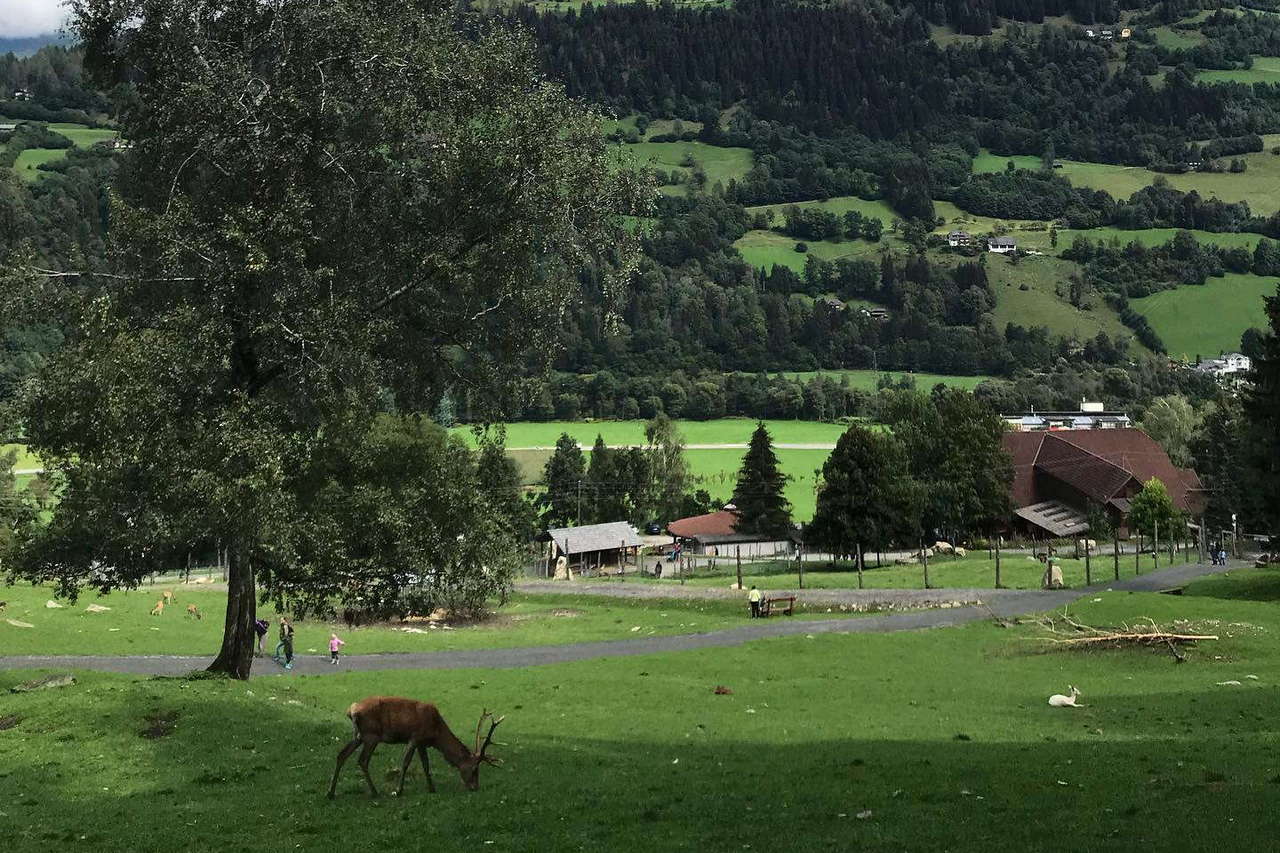 Alpen Wildpark Feld am See photo 1