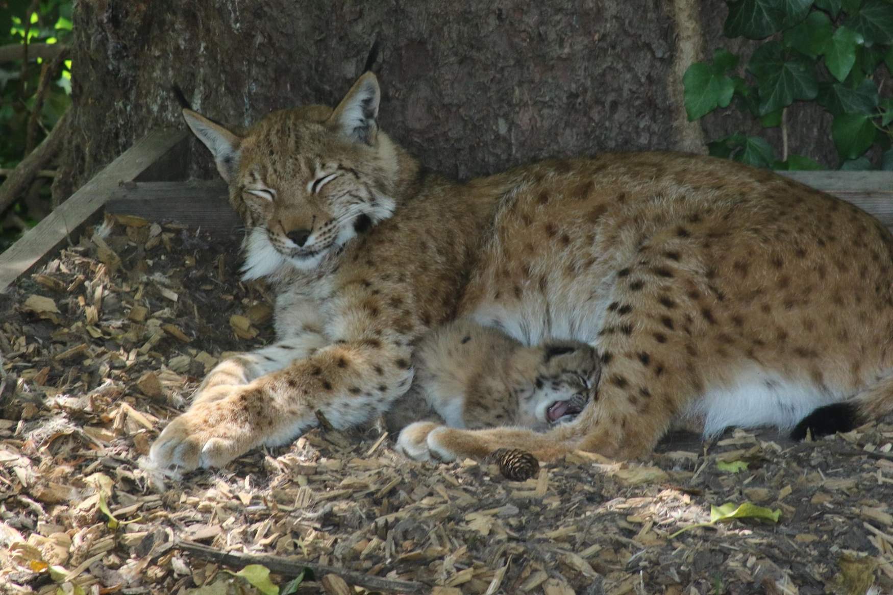 Barenwald Arbesbach photo 1