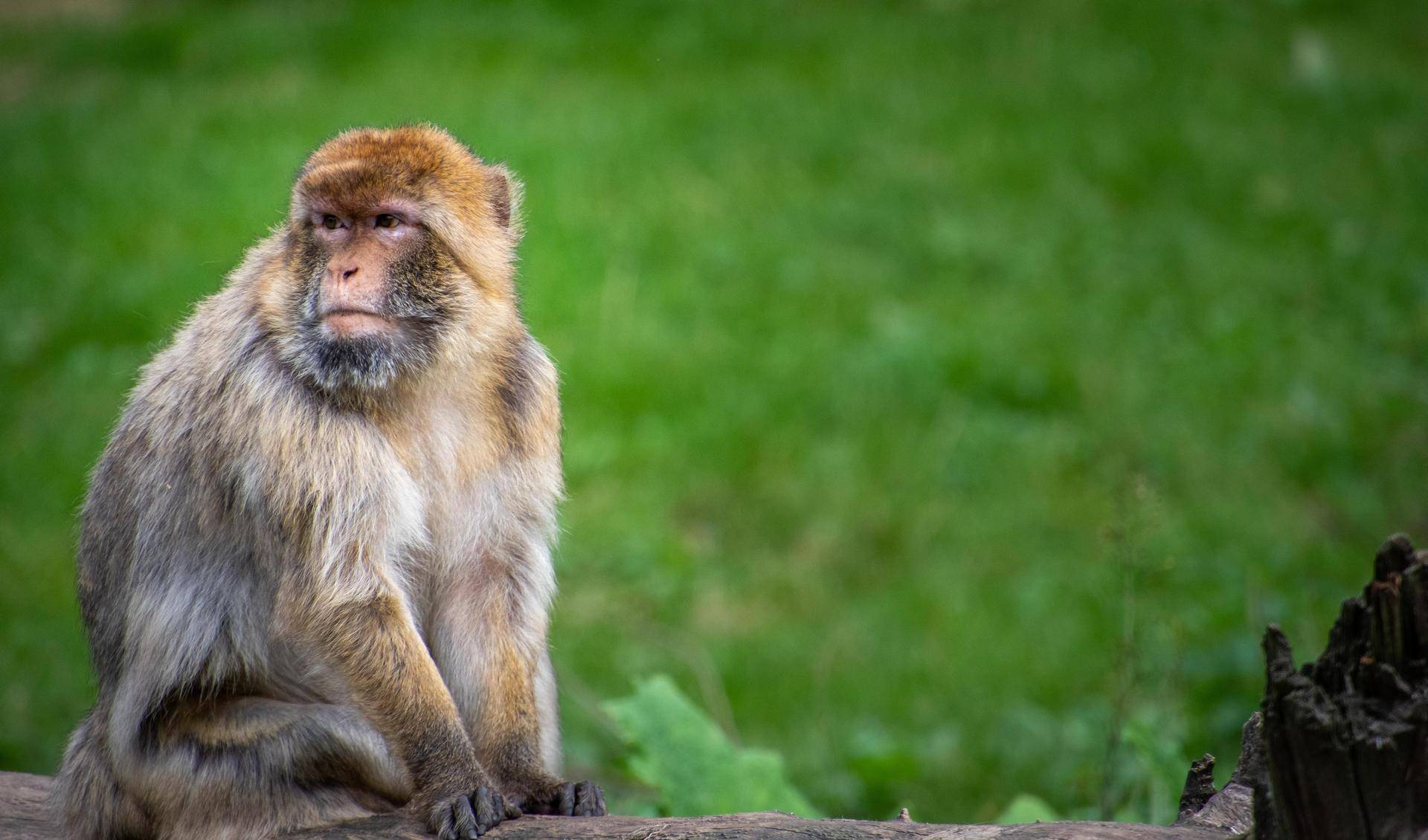 Animal Wild u. Game Park Preding