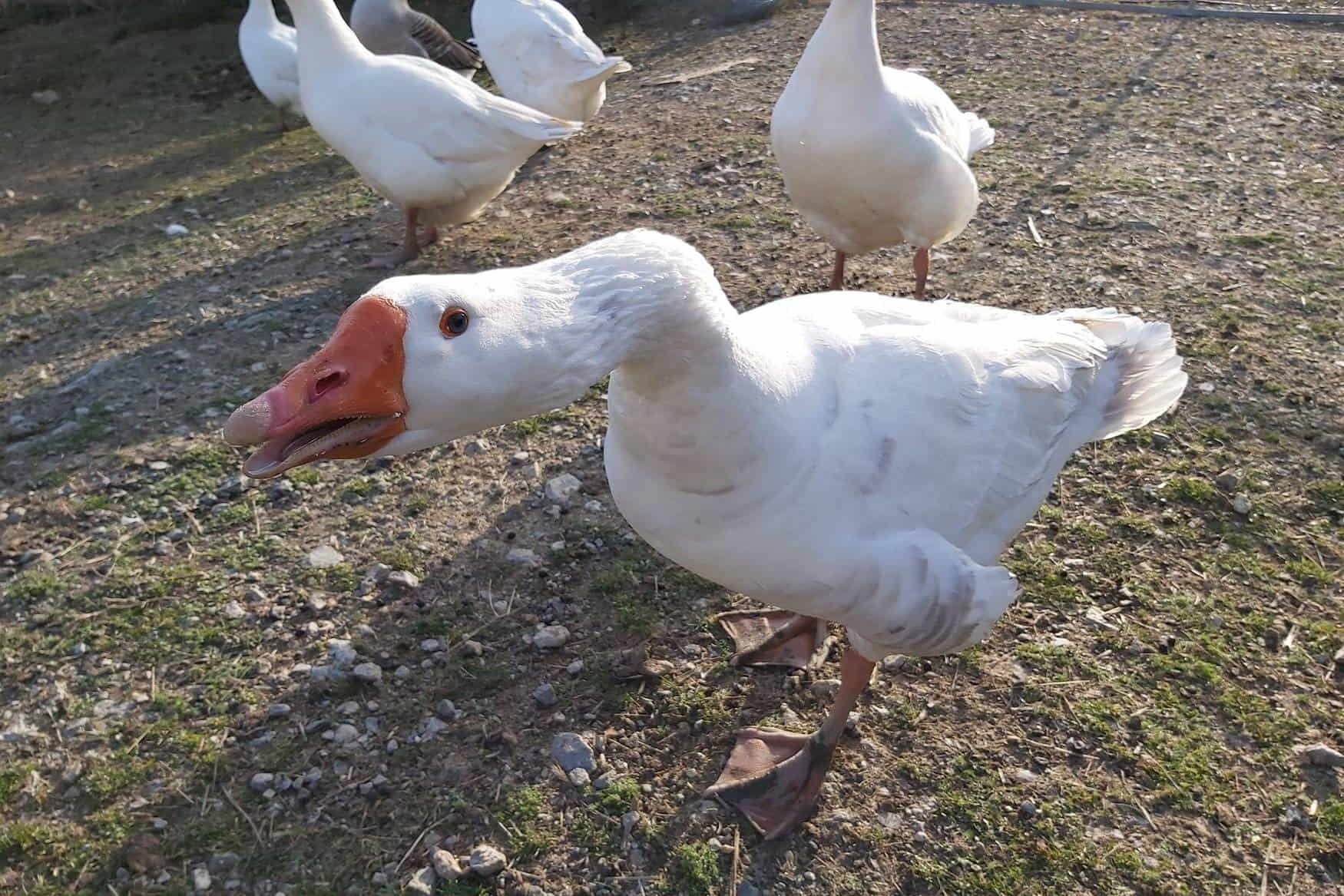 Zoo Herberstein photo 1