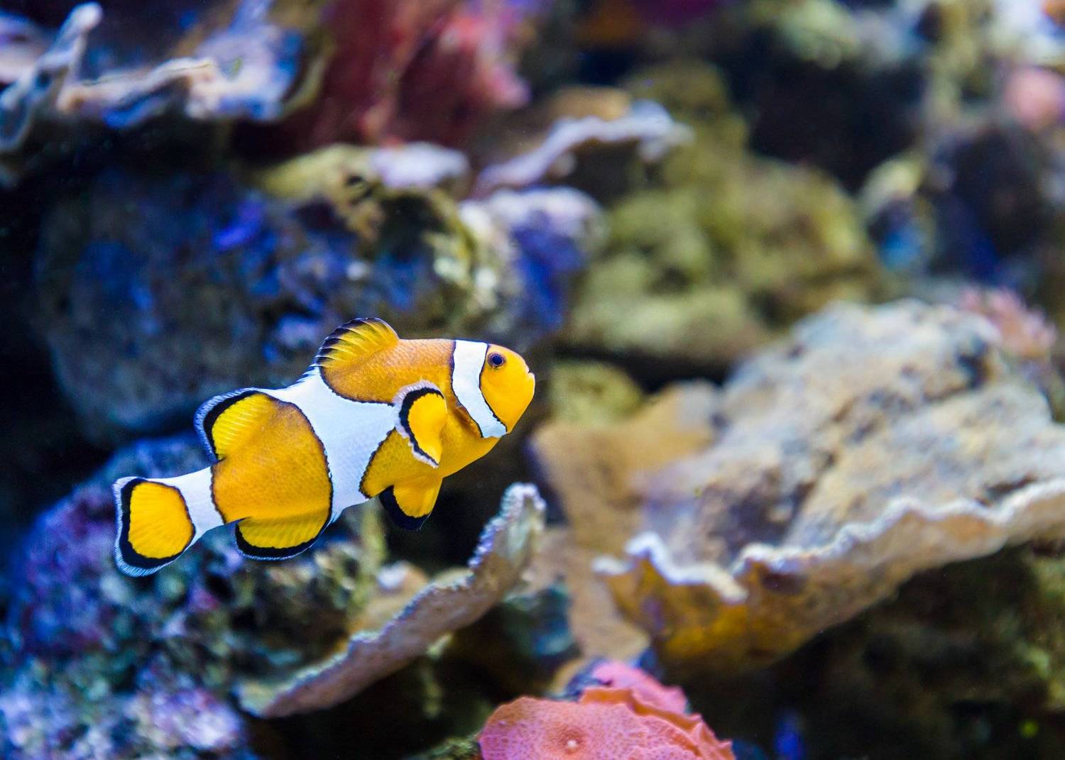 Aquarium Costa de Almeria